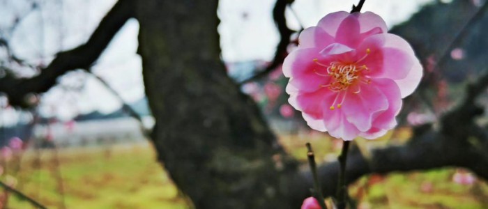 杨春宝高级律师入选上海涉外法律人才库